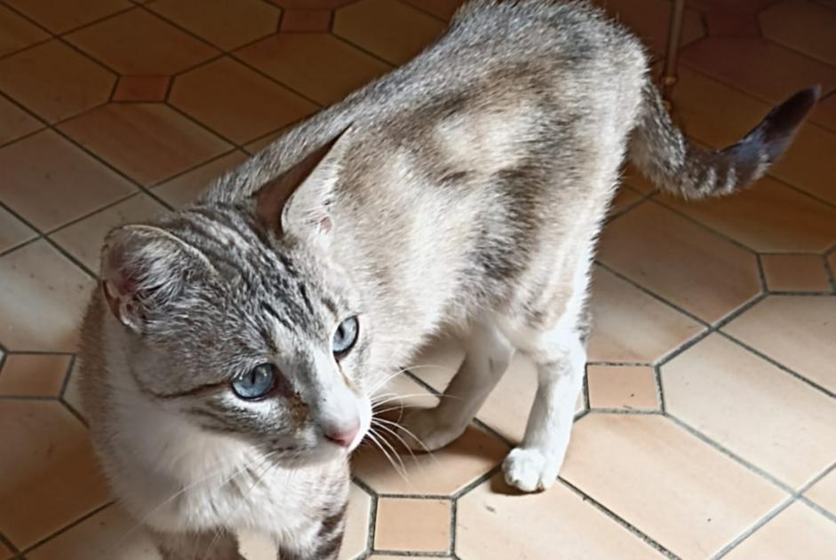 Fundmeldung Katze rassenmischung Unbekannt Auch Frankreich