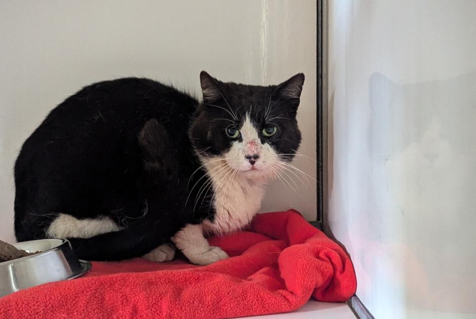 Discovery alert Cat Male Domagné France