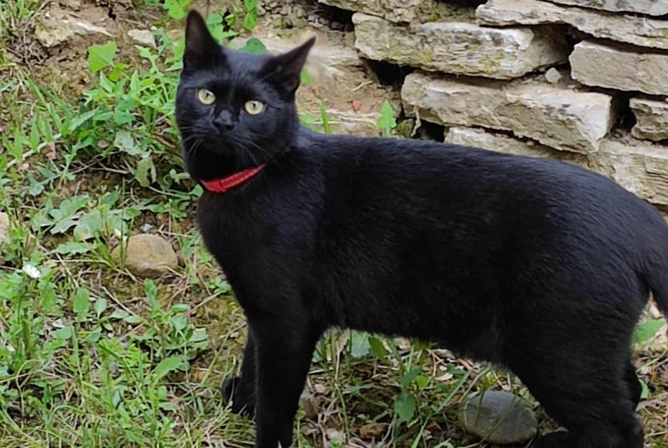 Disappearance alert Cat Male , 1 years Sorbets France