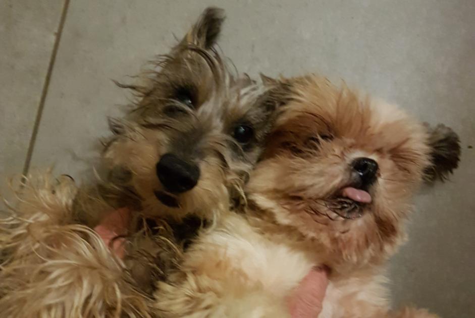 Alerta de Desaparición Perro  Hembra , 5 años Eauze Francia