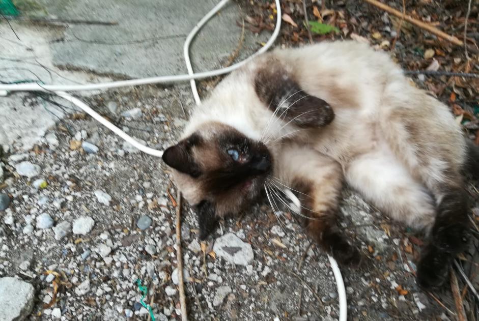 Alerte Disparition Chat croisement Femelle , 5 ans Simorre France