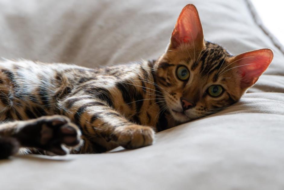 Alerte Disparition Chat  Mâle , 2 ans Sabazan France