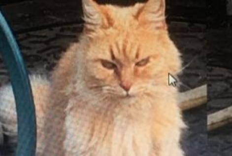 Alerte Disparition Chat Femelle , 8 ans L'Isle-Jourdain France Alerte Disparition Chat Femelle , 8 ans L'Isle-Jourdain France