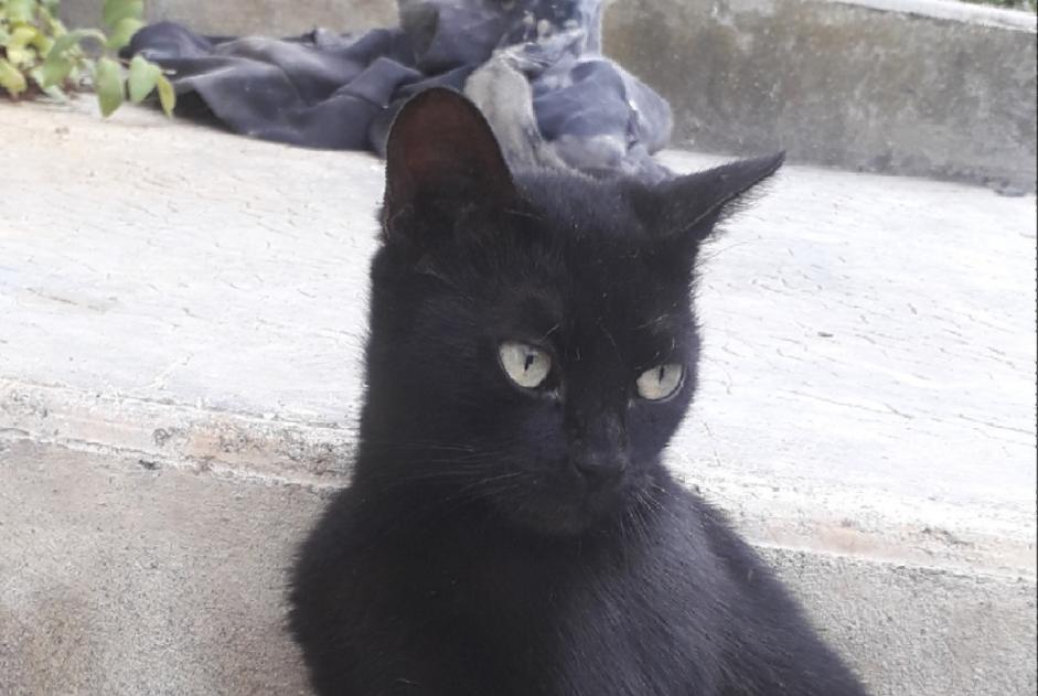 Alerte Découverte Chat Femelle Labastide-Savès France