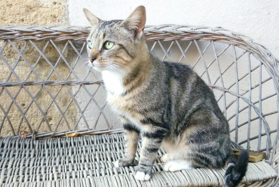 Alerte Découverte Chat Femelle Faget-Abbatial France Alerte Découverte Chat Femelle Faget-Abbatial France