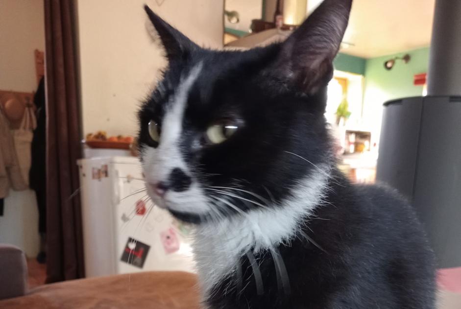 Alerte Découverte Chat Mâle Jû-Belloc France Alerte Découverte Chat Mâle Jû-Belloc France