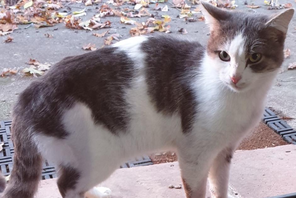 Alerte Découverte Chat Mâle Auradé France Alerte Découverte Chat Mâle Auradé France