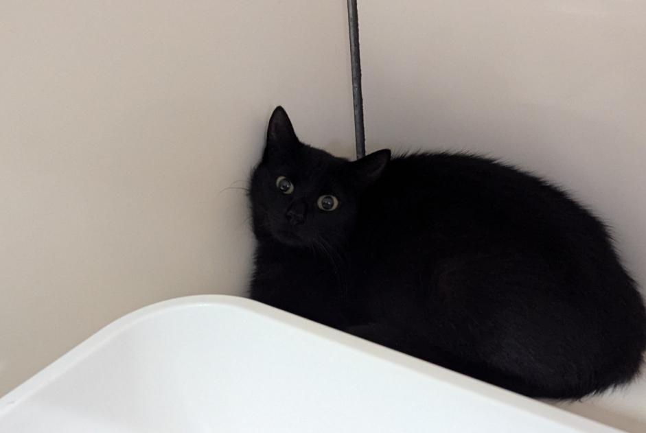 Alerte Découverte Chat Femelle Visseiche France Alerte Découverte Chat Femelle Visseiche France