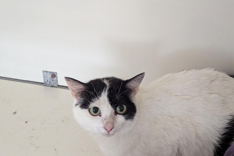 Alerte Découverte Chat Femelle Vitré France Alerte Découverte Chat Femelle Vitré France