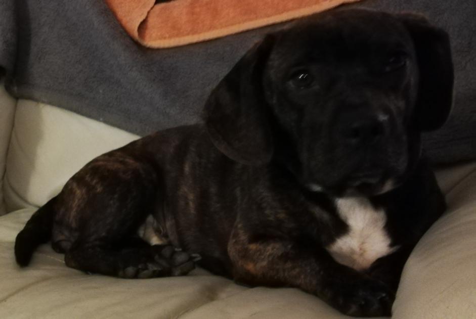 Alerte Disparition Chien croisement Femelle , 3 ans Gondrin France Alerte Disparition Chien croisement Femelle , 3 ans Gondrin France