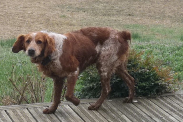 Alerte Découverte Chien  Mâle Roquelaure France
