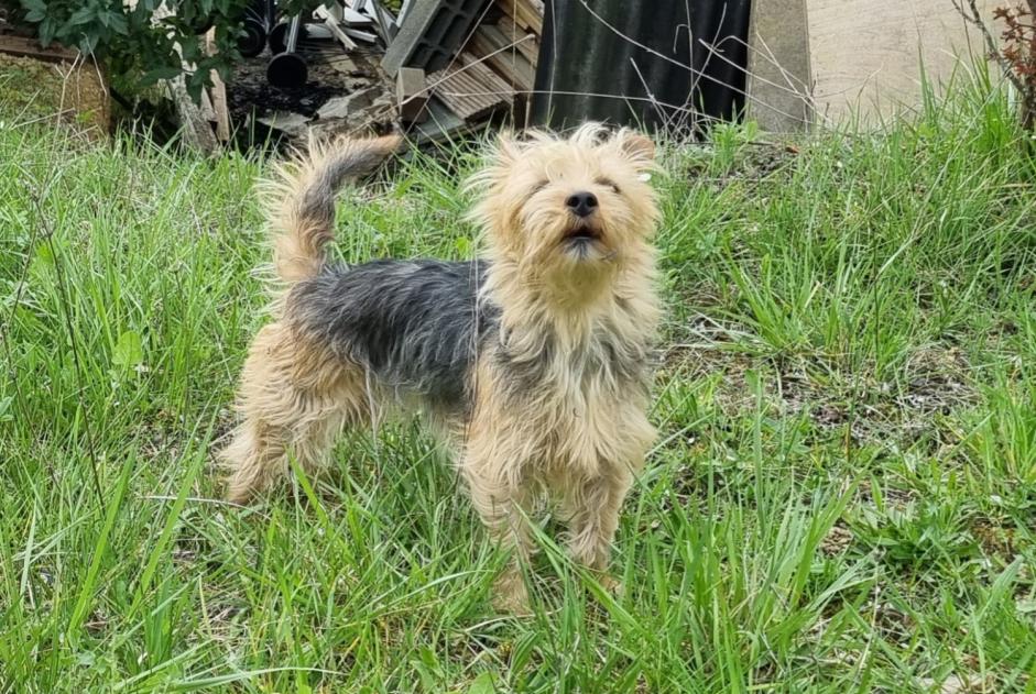 Alerte Découverte Chien  Femelle Montegut France