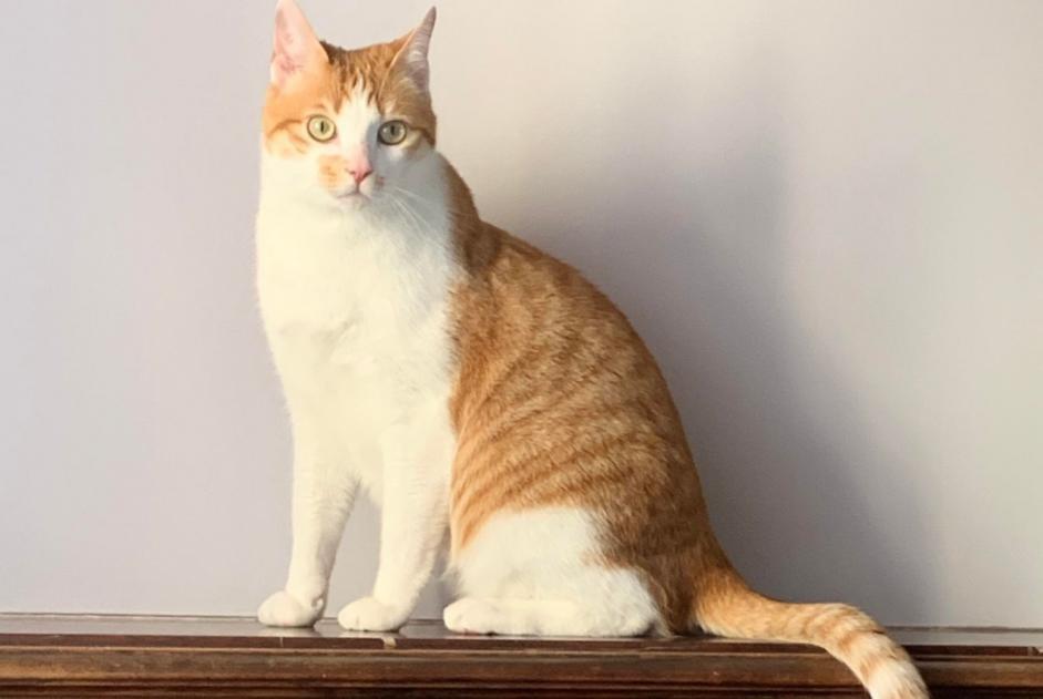 Avviso scomparsa Gatto Maschio , 3 anni Auch Francia