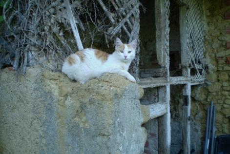 Avviso scomparsa Gatto Maschio , 6 anni Marciac Francia Avviso scomparsa Gatto Maschio , 6 anni Marciac Francia