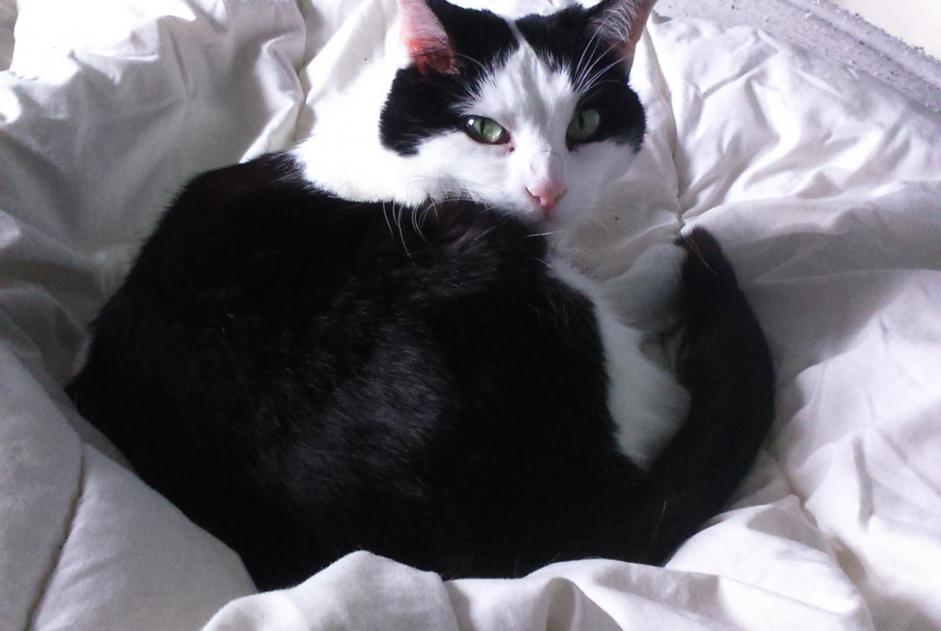 Avviso scomparsa Gatto Femmina , 10 anni Montaut-les-Créneaux Francia Avviso scomparsa Gatto Femmina , 10 anni Montaut-les-Créneaux Francia