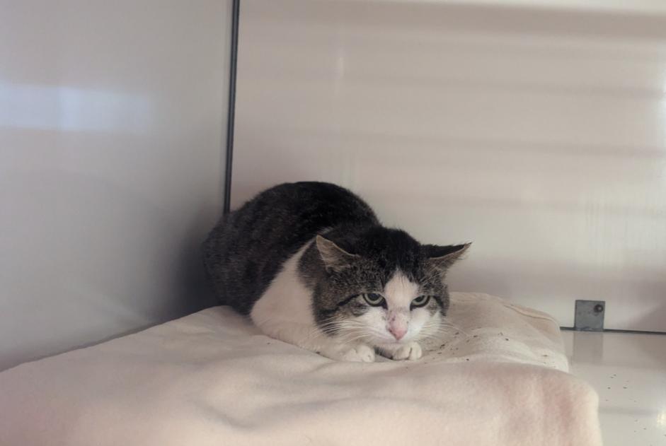 Avviso Ritrovamento Gatto Maschio Visseiche Francia