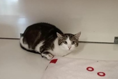Avviso Ritrovamento Gatto Femmina Visseiche Francia Avviso Ritrovamento Gatto Femmina Visseiche Francia