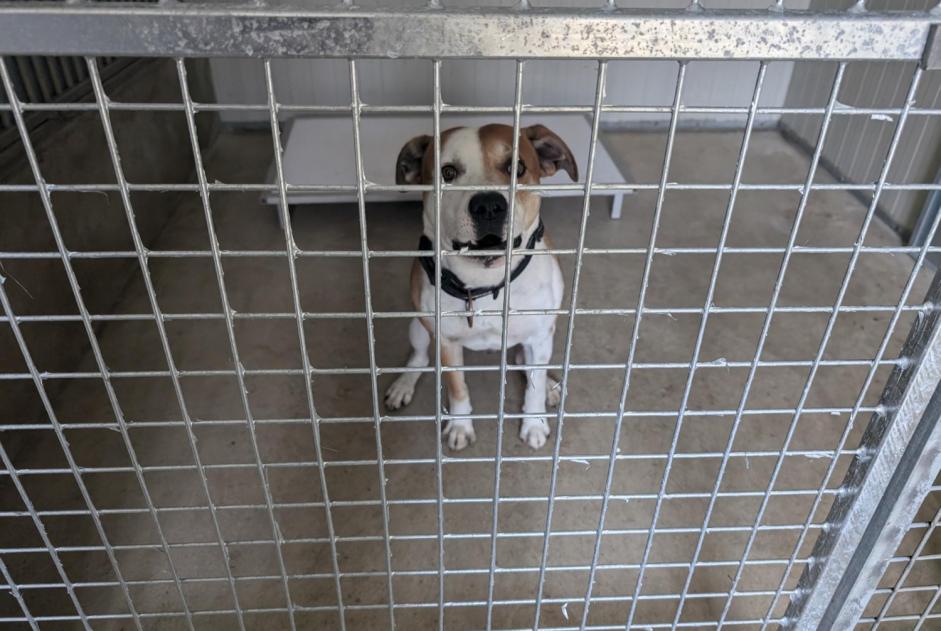 Fundmeldung Hond kräizung Männlech Vitré France Fundmeldung Hond kräizung Männlech Vitré France