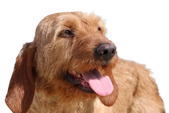Vermësstemeldung Hond kräizung Männlech , 2025 joer Barcugnan France