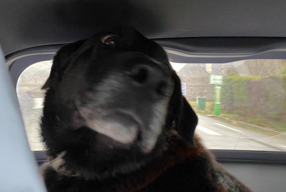 Verdwijningsalarm Hond rassenvermenging Mannetje , 5 jaar Ordan-Larroque Frankrijk
