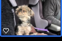 Verdwijningsalarm Hond  Vrouwtje , 7 jaar Lupiac Frankrijk