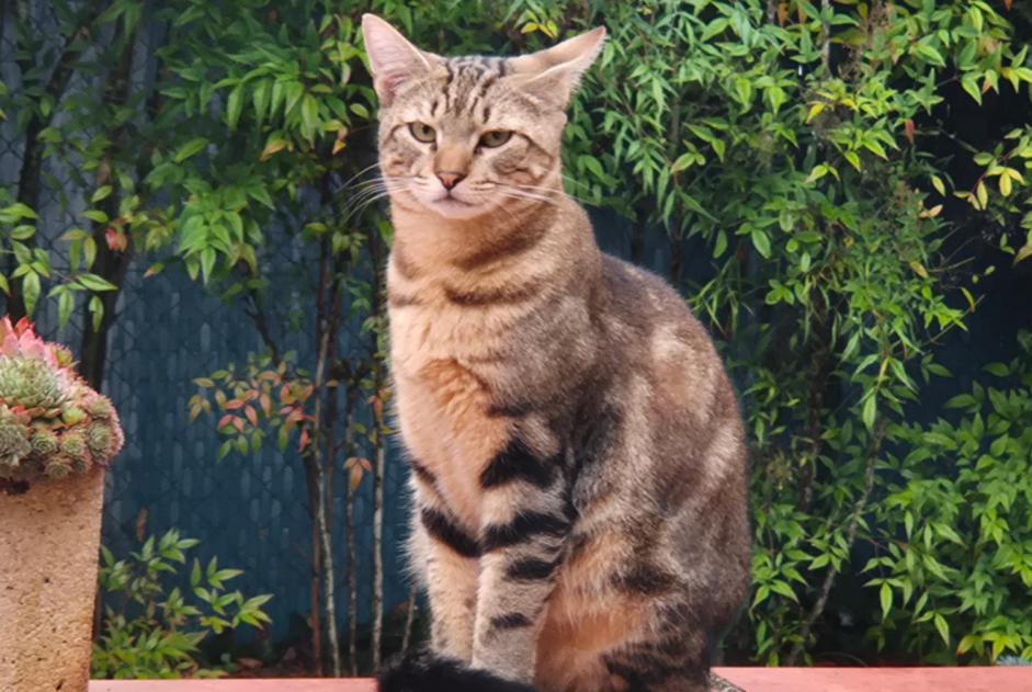 Alerta desaparecimento Gato Macho , 3 anos Escornebœuf France